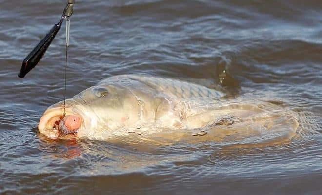 Изготовление и ловля карпа на бойлы: актуальные рецепты, монтаж снасти