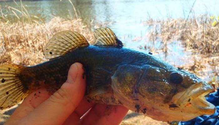 Как поймать осенью живца, сохранить и перевезти на место рыбалки