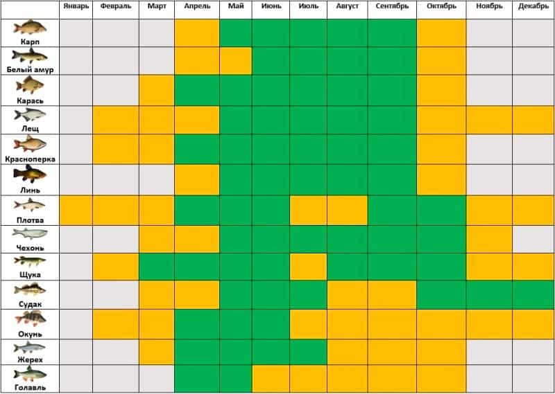 Как поймать белого амура и на что: снасти, наживки и советы