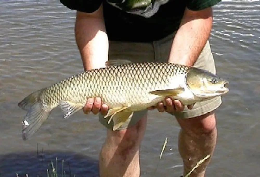 Что за рыба толстолобик, как поймать и как вкусно приготовить рыбу