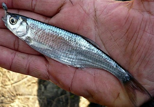 Рыба уклейка: фото и описание, где водится и как ловится себель