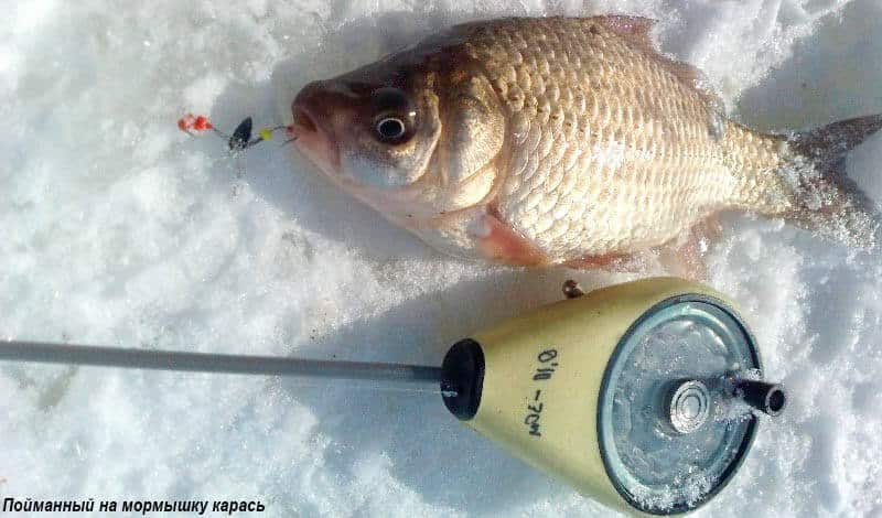 Секреты ловли карася зимой со льда: поиск на пруду и реке, сбор снасти, на что клюет