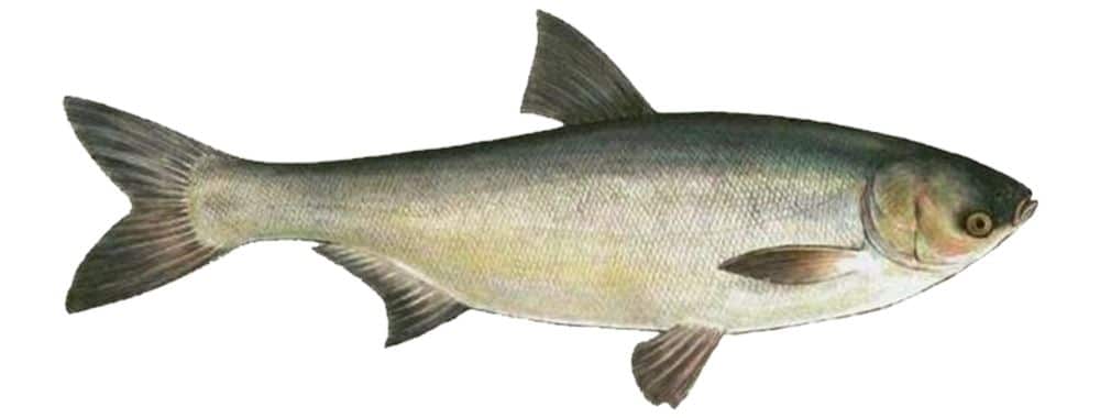 Что за рыба толстолобик, как поймать и как вкусно приготовить рыбу