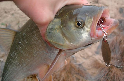 Уловистые жереховые блесны: вертушки, колебалки, девоны и другие приманки