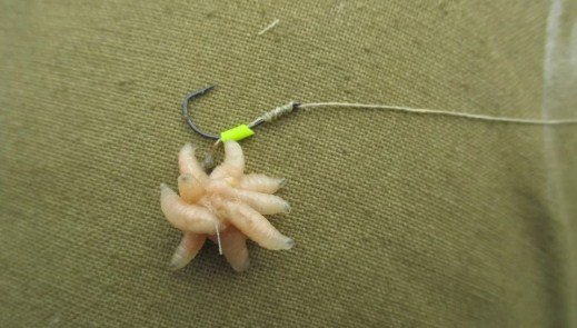 Как опарыша насадить на крючок и одеть на мормышку - наглядное фото