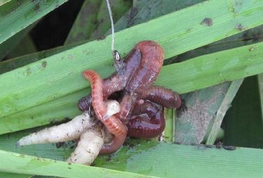 Рыбалка на карпа на поплавочную удочку летом, весной и осенью