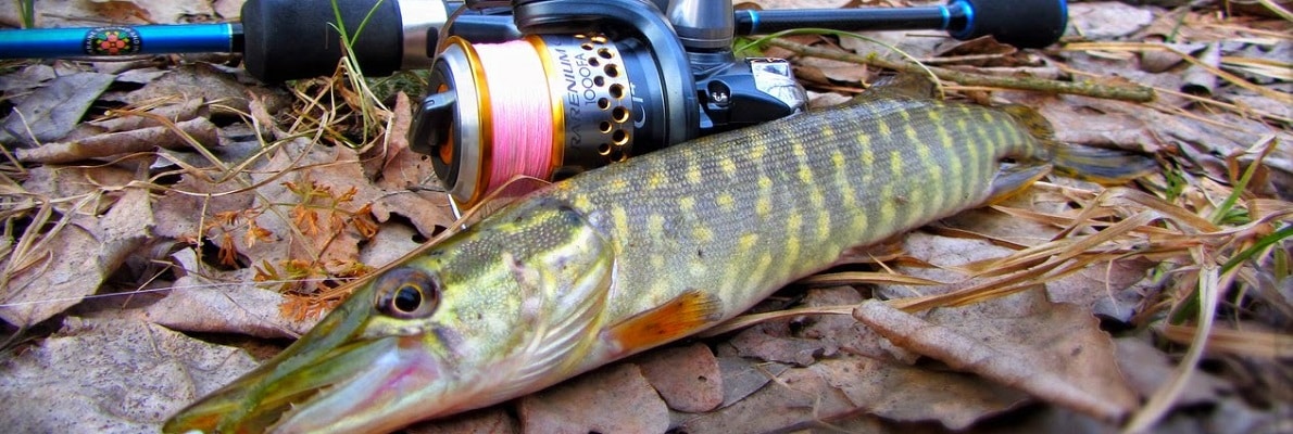 Оснастка дроп шот на щуку: способы и схемы монтажа с фото, подача и проводка