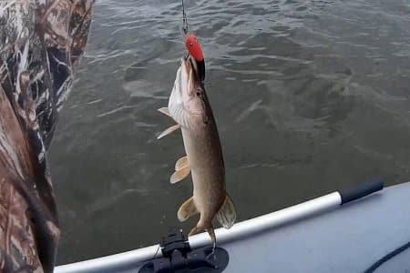 Щука осенью: повадки и ловля в сентябре, октябре и ноябре