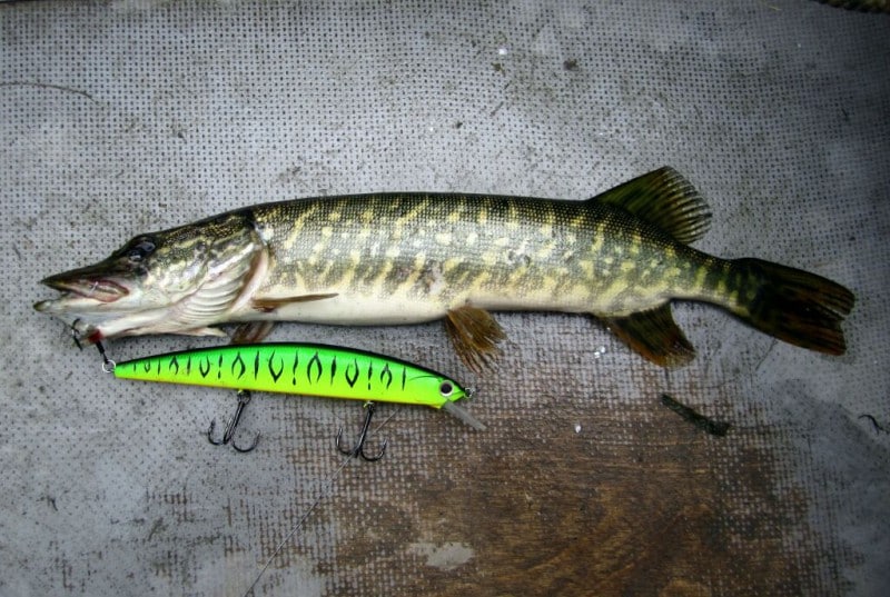 Как ловить на воблеры минноу на щуку, выбираем лучшие
