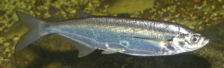 Где водится рыба чехонь, как выглядит и как ее поймать зимой, весной и летом