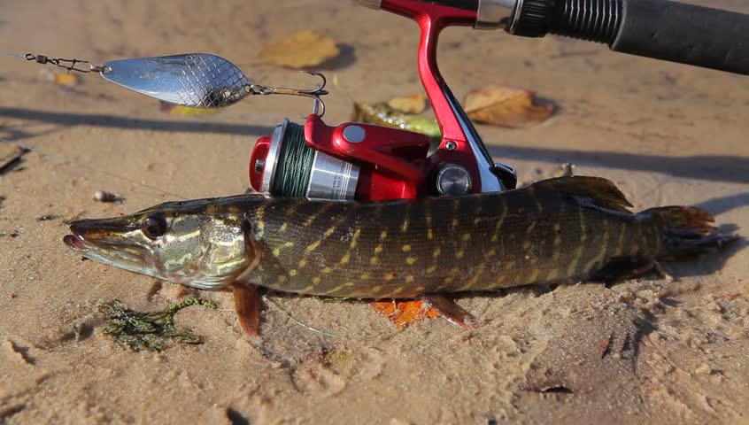 Как выбрать спиннинг на щуку, какой фирмы, какого теста, строя