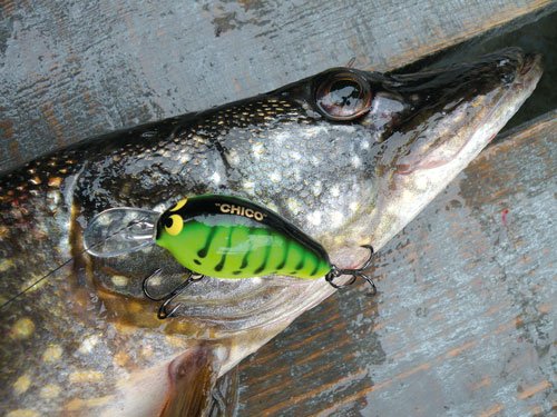 Щука на кренки: рейтинг лучших, ловля весной, летом и осенью