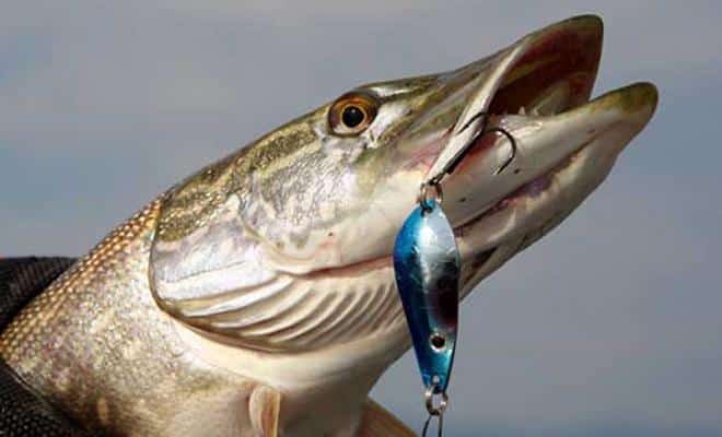 Рыбалка в Астрахани и Астраханской области осенью 2025 дикарем и на базах отдыха