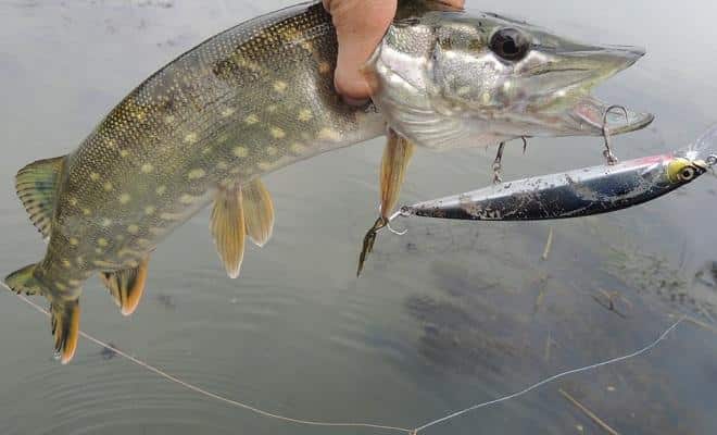 Особенности ловли на воблеры осенью: критерии выбора, лучшие приманки