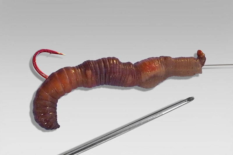 Как собрать фидерную снасть - подробное пособие для начинающих