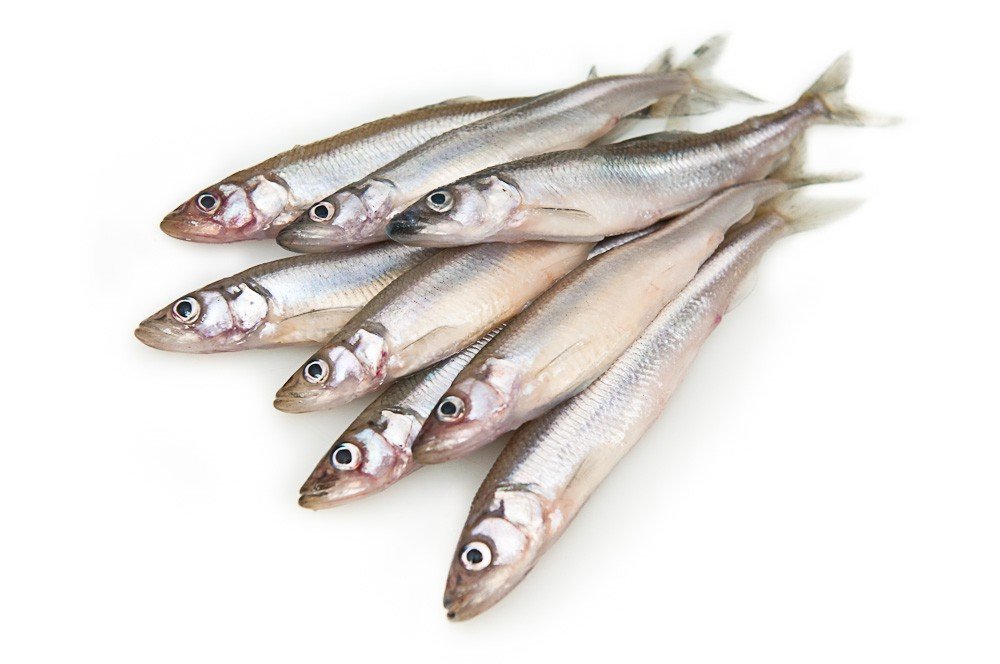 Рыбалка на Кольском полуострове - реальный фото отчет и карта рыболовных мест