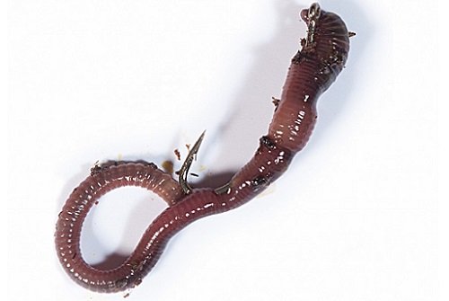 Как правильно насадить червя на крючок - наглядное фото и видео