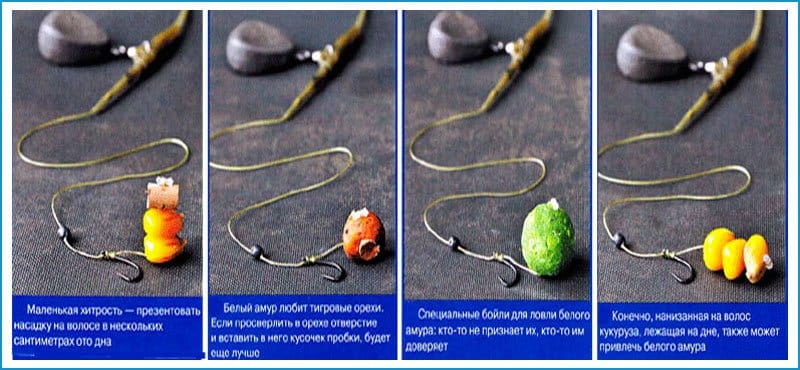 Как поймать белого амура и на что: снасти, наживки и советы