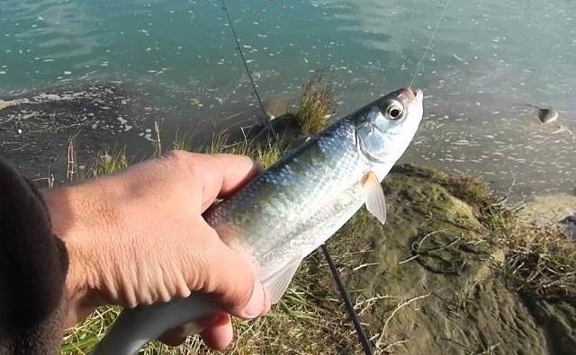 Рыба шемая: фото и описание, где водится, вкусовые качества