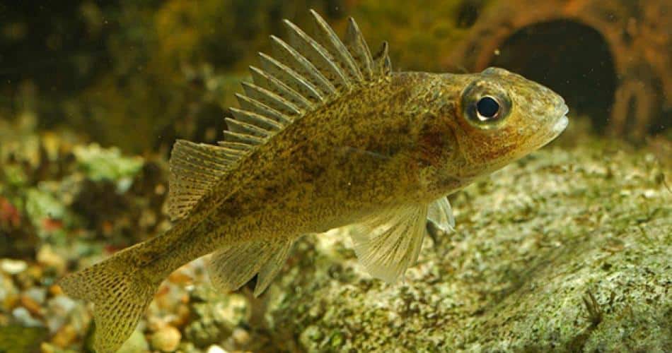 Как выглядит ерш обыкновенный, описание с фото, как и на что ловится