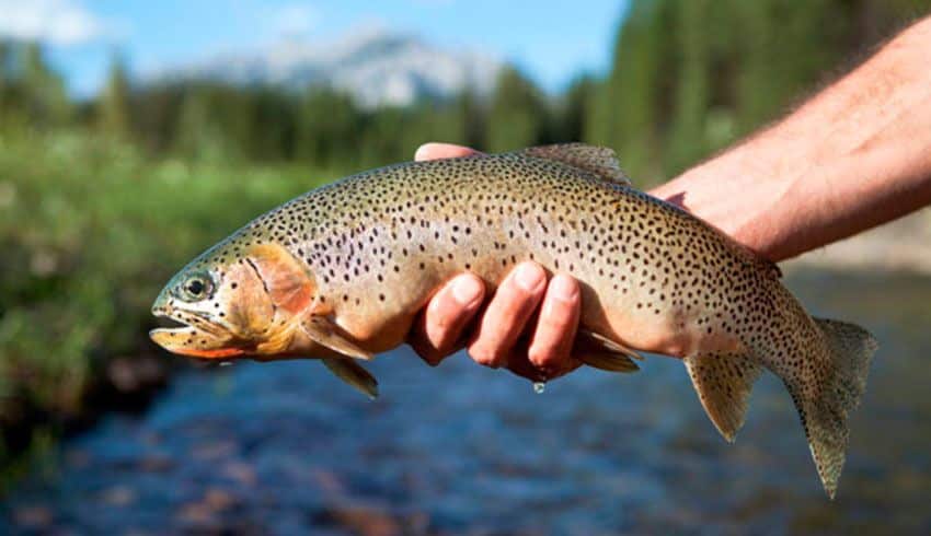 Рыбалка в Ленинградской области - где ловить рыбу на водоемах Ленобласти и СПБ
