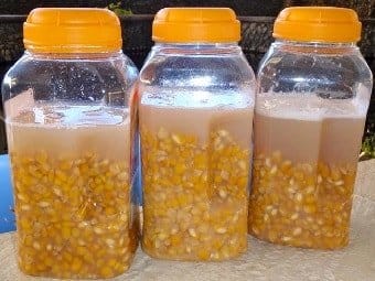 Ловля карпа на кукурузу: правильно сварить, насадить и ловить