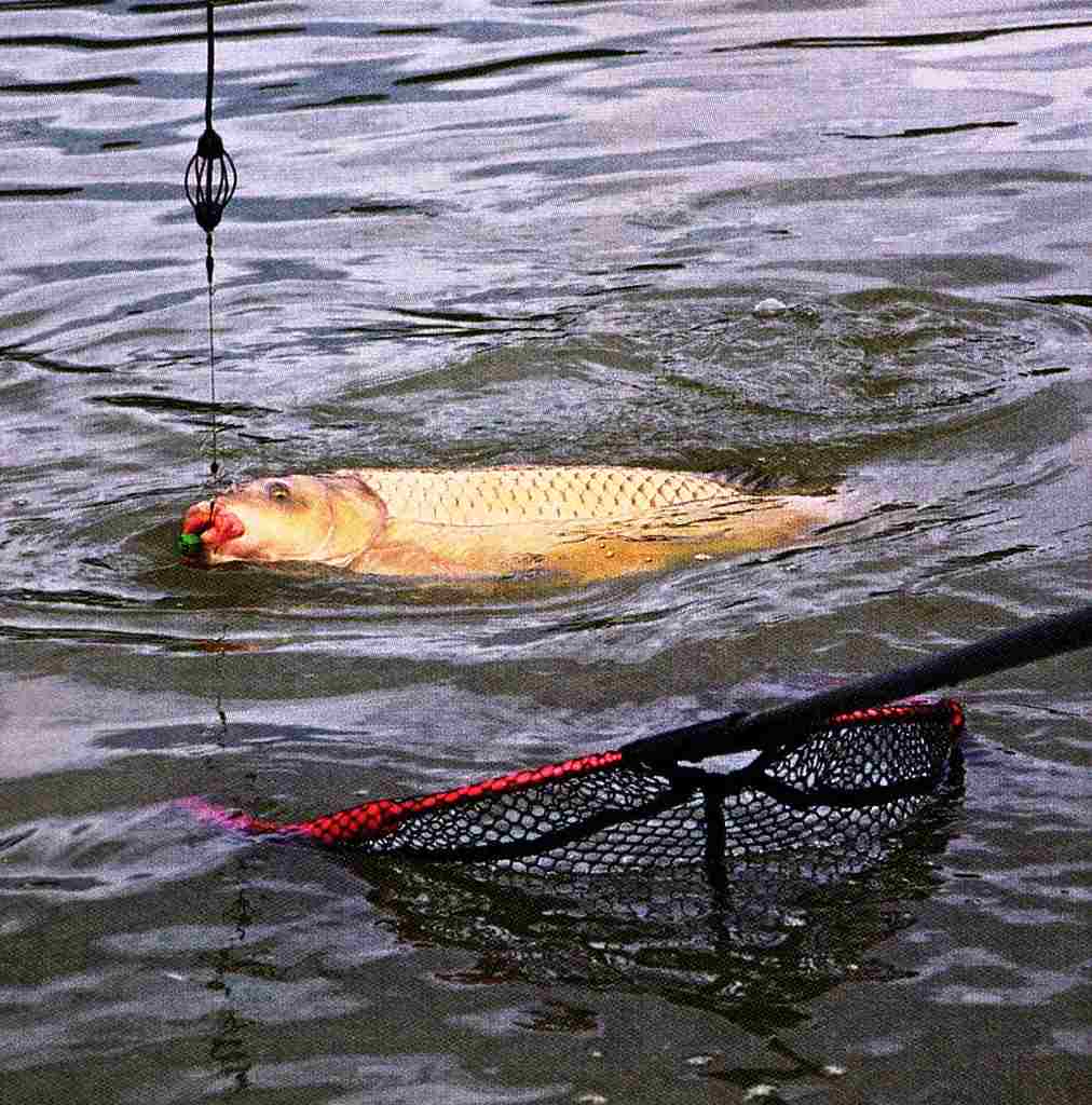 На что ловить карпа - лучшие насадки и наживки в зависимости от сезона и снасти
