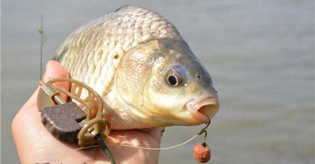 Ловля карася на фидер в стоячей воде: сбор снасти, секреты и тактика