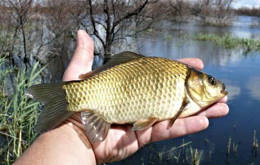 Как поймать осенью живца, сохранить и перевезти на место рыбалки