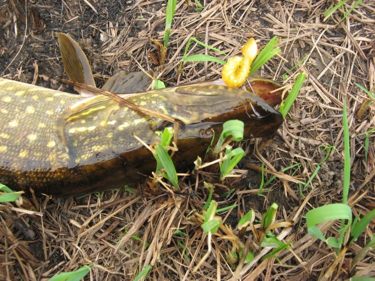 Летняя и зимняя рыбалка в Новгородской области