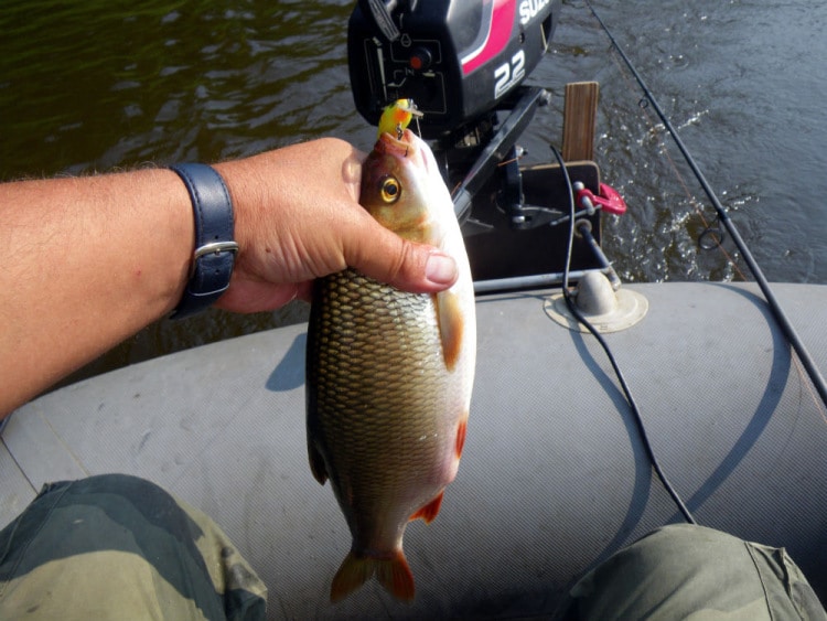 Рыба голавль: описание, повадки, поиск, ловля и приготовление