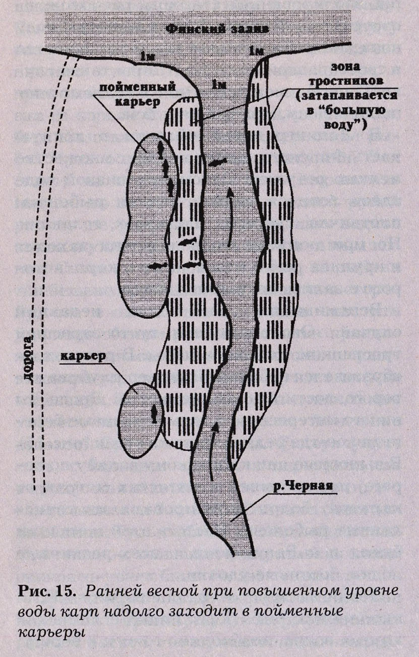 Азы карпфишинга для начинающих от профессионала - как поймать карпа?