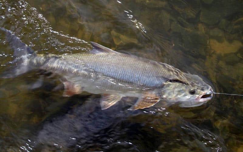 Лучшие воблеры на жереха: ТОП-60 минноу, кренков, шэдов для шереспера
