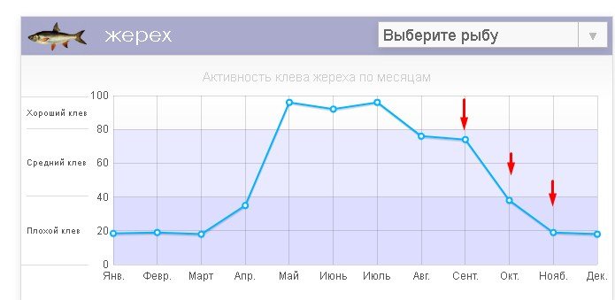 Что за рыба жерех, места обитания, повадки, как ловить и готовить