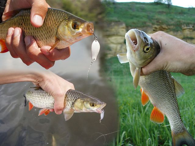 Ловля на блесны осенью, выбираем и применяем колебалки и вертушки