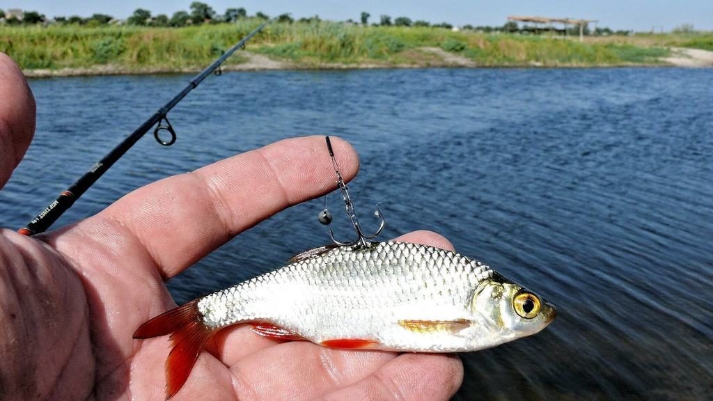 Как насадить живца на крючок, двойник, тройник - фото и советы