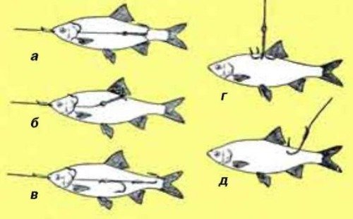 Ловля щуки на кружки осенью - как оснастить, техника ловли