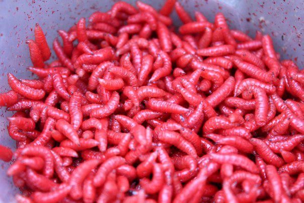 Как развести, сохранить и ароматизировать опарыша для рыбалки