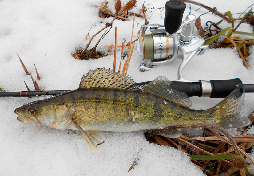 Зимняя рыбалка в Сибири сезон 2025: теория и практика ловли на видео