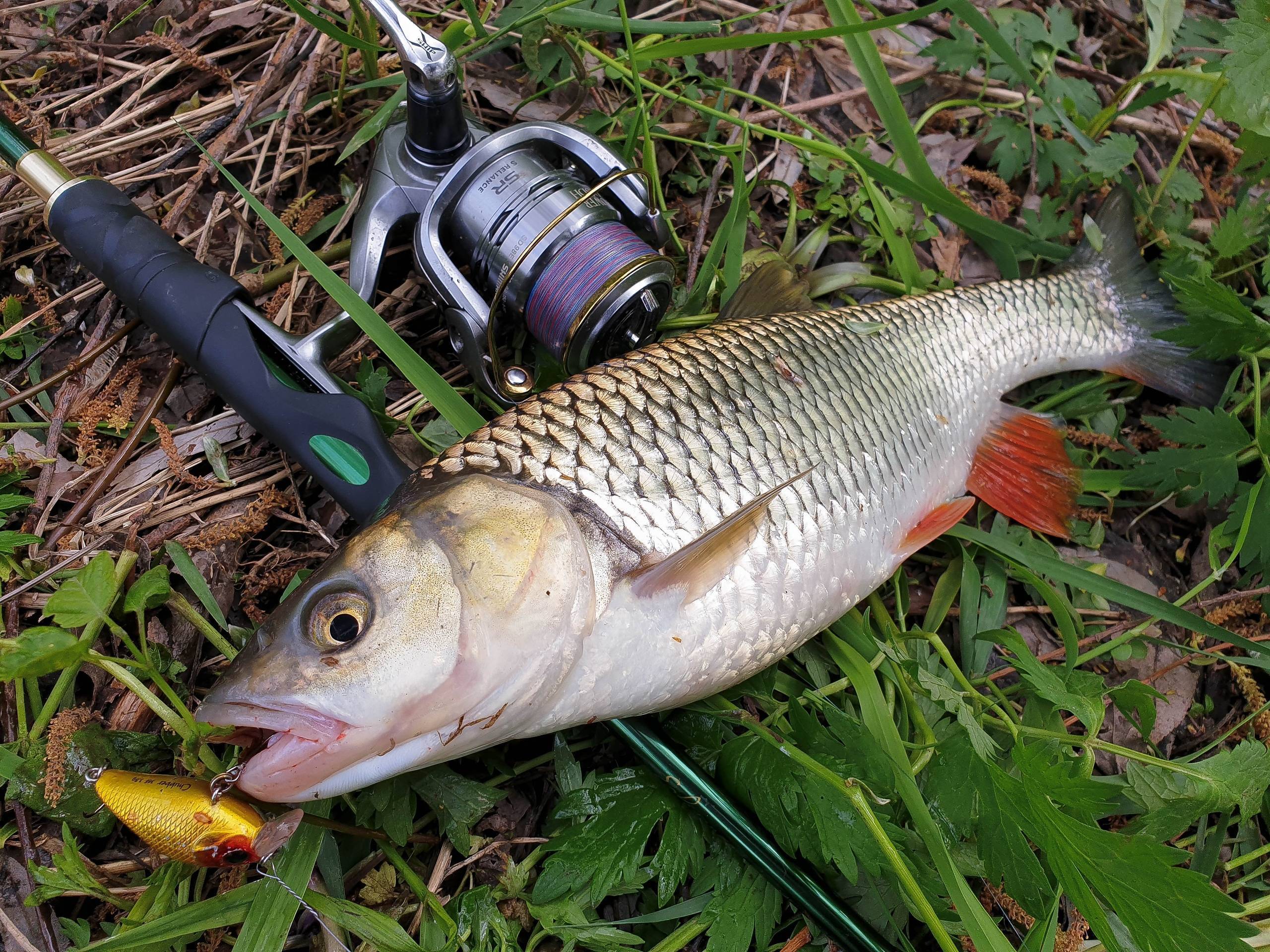 Лучшие воблеры на голавля: ТОП-50 уловистых моделей, как ловить лобастого