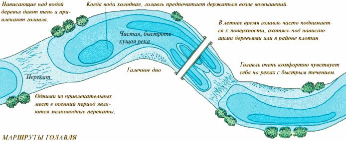 Ловля голавля весной - лучшие снасти, приманки, наживки в марте, апреле и мае
