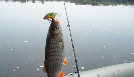 Лучшие воблеры на голавля: ТОП-50 уловистых моделей, как ловить лобастого