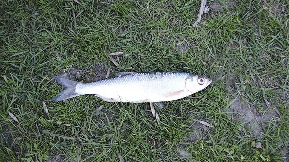 Рыба шемая: фото и описание, где водится, вкусовые качества