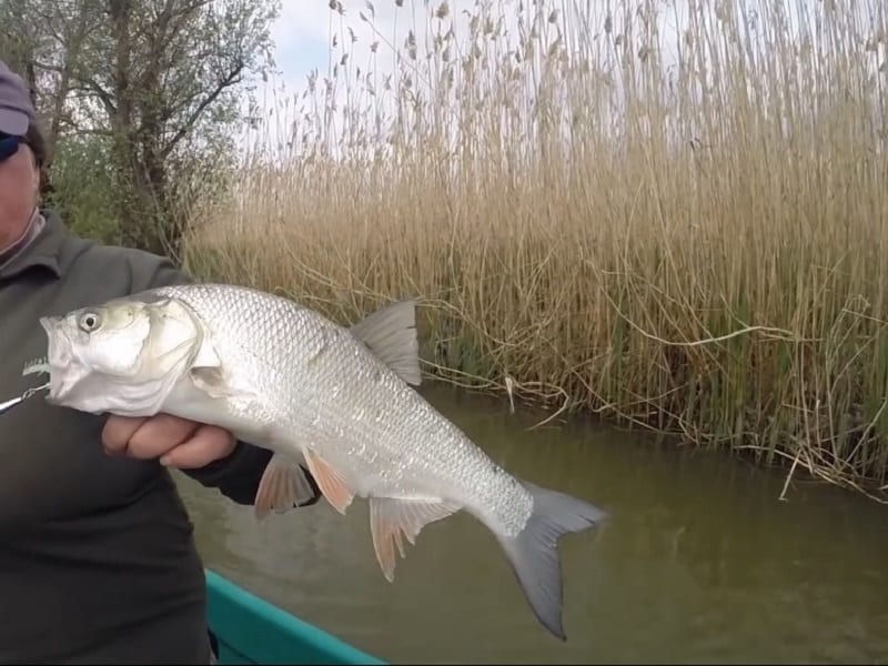 Жерех осенью: повадки и ловля в сентябре, октябре и ноябре