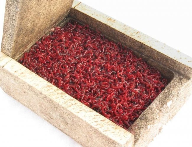 Выбор удочки для зимней рыбалки, лучшие удильники для подледного лова