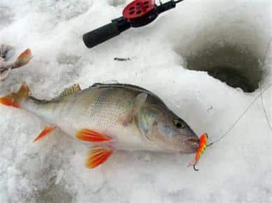 Лучшие балансиры Рапала для зимней и летней рыбалки - обзор каталога, расцветок