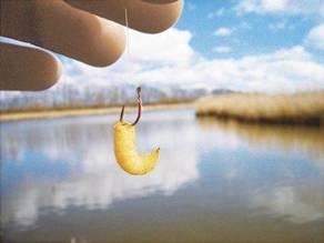 Как опарыша насадить на крючок и одеть на мормышку - наглядное фото