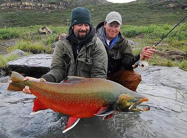 Рыба голец - фото и описание, где обитает, как ловить и готовить