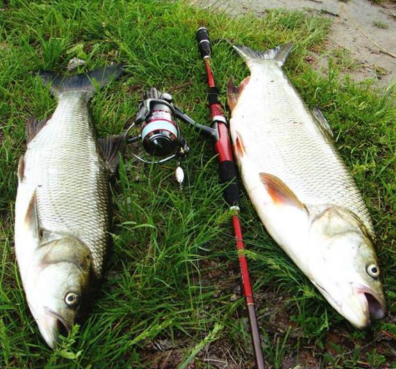 Что за рыба жерех, места обитания, повадки, как ловить и готовить