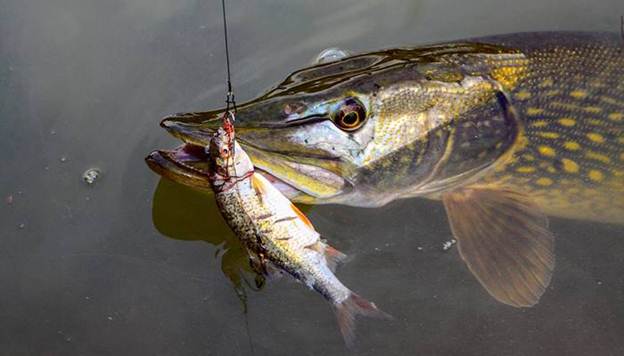 Ловля щуки на живца осенью с берега и лодки: поплавок, донка, кружки